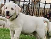Labradors retrīvera - MM.LV