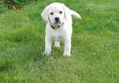 Labradors retrīvera - MM.LV - 2