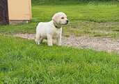Labradors retrīvera - MM.LV - 3