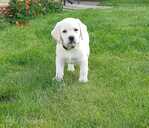 Labradors retrīvera - MM.LV - 4