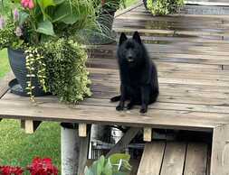 Sajūta/izlietnēm Šiperkes (Schipperke) tēviņš - MM.LV