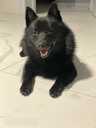 Sajūta/izlietnēm Šiperkes (Schipperke) tēviņš - MM.LV - 3