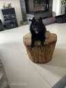 Sajūta/izlietnēm Šiperkes (Schipperke) tēviņš - MM.LV - 4