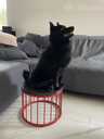 Sajūta/izlietnēm Šiperkes (Schipperke) tēviņš - MM.LV - 6