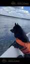 Sajūta/izlietnēm Šiperkes (Schipperke) tēviņš - MM.LV - 7