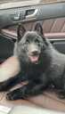Sajūta/izlietnēm Šiperkes (Schipperke) tēviņš - MM.LV - 2