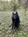 Sajūta/izlietnēm Šiperkes (Schipperke) tēviņš - MM.LV - 8
