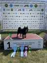 Sajūta/izlietnēm Šiperkes (Schipperke) tēviņš - MM.LV - 10