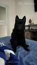 Sajūta/izlietnēm Šiperkes (Schipperke) tēviņš - MM.LV - 11