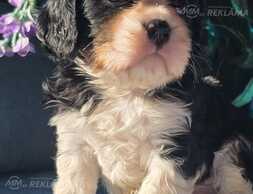 Kucēni Kavaliera Kinga Čārlza spaniels Kucēni Kavaliera Kinga Čārlza spaniels - MM.LV