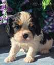 Kucēni Kavaliera Kinga Čārlza spaniels - MM.LV - 2