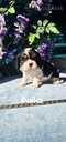 Kucēni Kavaliera Kinga Čārlza spaniels - MM.LV - 4