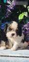 Kucēni Kavaliera Kinga Čārlza spaniels - MM.LV - 6