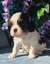 Kucēni Kavaliera Kinga Čārlza spaniels - MM.LV - 7