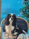 Kucēni Kavaliera Kinga Čārlza spaniels - MM.LV - 8