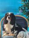 Kucēni Kavaliera Kinga Čārlza spaniels - MM.LV - 9