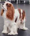 Kucēni Kavaliera Kinga Čārlza spaniels - MM.LV - 10