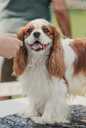 Kucēni Kavaliera Kinga Čārlza spaniels - MM.LV - 11