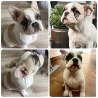 Franču buldogs - MM.LV