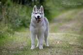 Siberian husky selective breeding fci puppy - MM.LV