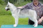 Siberian husky selective breeding fci puppy - MM.LV - 2