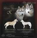 Siberian husky selective breeding fci puppy - MM.LV - 3