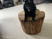 Sajūta/izlietnēm Šiperkes (Schipperke) tēviņš - MM.LV