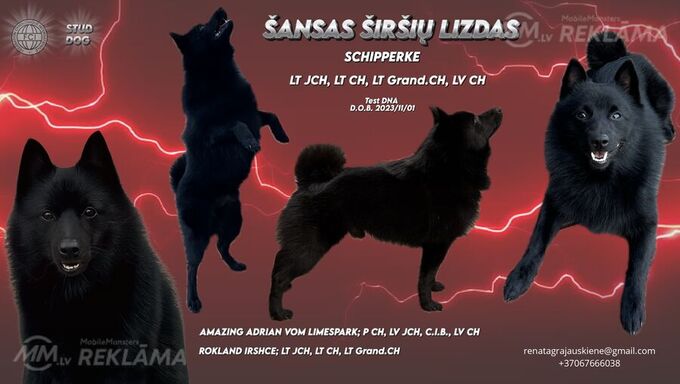 Sajūta/izlietnēm Šiperkes (Schipperke) tēviņš Sajūta/izlietnēm Šiperkes (Schipperke) tēviņš - MM.LV