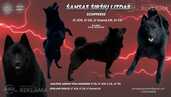 Sajūta/izlietnēm Šiperkes (Schipperke) tēviņš Sajūta/izlietnēm Šiperkes (Schipperke) tēviņš - MM.LV