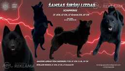 Sajūta/izlietnēm Šiperkes (Schipperke) tēviņš Sajūta/izlietnēm Šiperkes (Schipperke) tēviņš - MM.LV