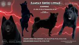 Sajūta/izlietnēm Šiperkes (Schipperke) tēviņš - MM.LV