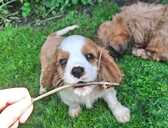 Tīršķirnes puisītis Kavaliers Kinga Čārlza spaniels. - MM.LV