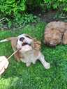 Tīršķirnes puisītis Kavaliers Kinga Čārlza spaniels. - MM.LV - 3