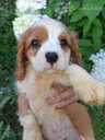 Tīršķirnes puisītis Kavaliers Kinga Čārlza spaniels. - MM.LV - 4