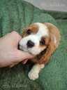 Tīršķirnes puisītis Kavaliers Kinga Čārlza spaniels. - MM.LV - 5