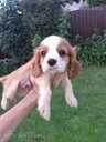 Tīršķirnes puisītis Kavaliers Kinga Čārlza spaniels. - MM.LV - 6