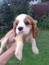 Tīršķirnes puisītis Kavaliers Kinga Čārlza spaniels. - MM.LV - 7