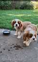 Tīršķirnes puisītis Kavaliers Kinga Čārlza spaniels. - MM.LV - 10