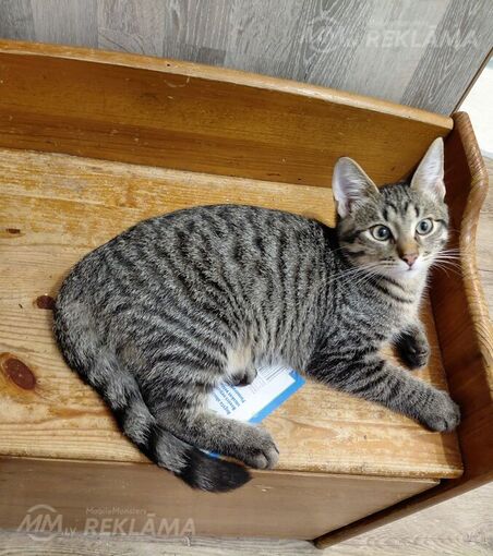 Отдаём котёнка. - MM.LV