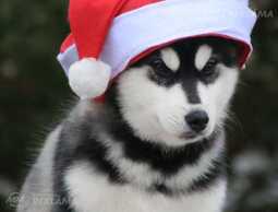 Щенки Сибирского Хаски, мальчики FCI - MM.LV