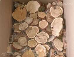 Спилы можжевельника - MM.LV