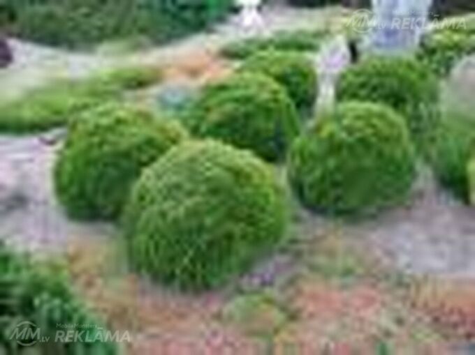 Tūjas-Danica 0,18 €,, Juniperus Blue Arrow, Golden casrpet Tūjas-Danica 0,18 €,, Juniperus Blue Arrow, Golden casrpet - MM.LV