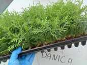 Tūjas-Danica 0,18 €,, Juniperus Blue Arrow, Golden casrpet - 2 Tūjas-Danica 0,18 €,, Juniperus Blue Arrow, Golden casrpet - MM.LV - 2
