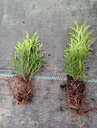 Tūjas-Danica 0,18 €,, Juniperus Blue Arrow, Golden casrpet - 3 Tūjas-Danica 0,18 €,, Juniperus Blue Arrow, Golden casrpet - MM.LV - 3