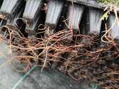 Tūjas-Danica 0,18 €,, Juniperus Blue Arrow, Golden casrpet - 4 Tūjas-Danica 0,18 €,, Juniperus Blue Arrow, Golden casrpet - MM.LV - 4