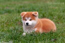 Шикарные щенки акита ину - MM.LV