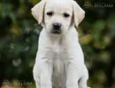 Dzelteni labradora kucēni ar FCI ciltsrakstiem - 1 Dzelteni labradora kucēni ar FCI ciltsrakstiem - MM.LV - 1