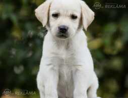 Dzelteni labradora kucēni ar FCI ciltsrakstiem - MM.LV