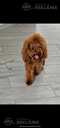 Резервируются щенки Cavapoo ? - MM.LV - 7