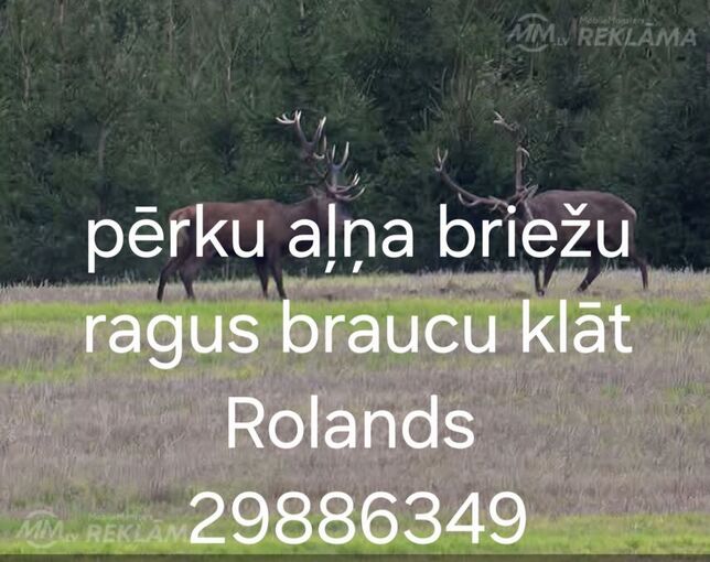 Pērku ragus - MM.LV